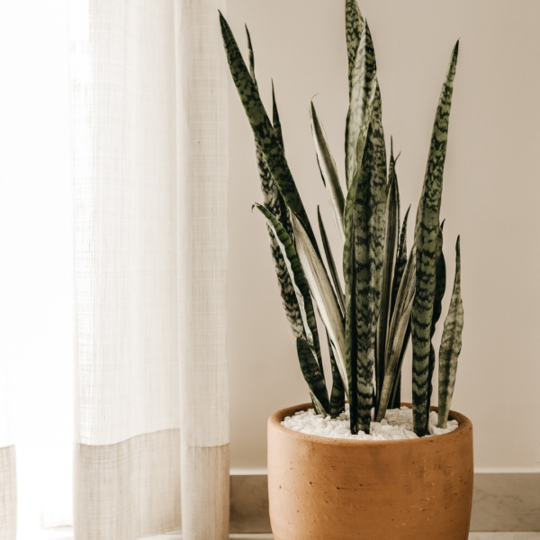 Planta de Interior